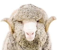 Merino